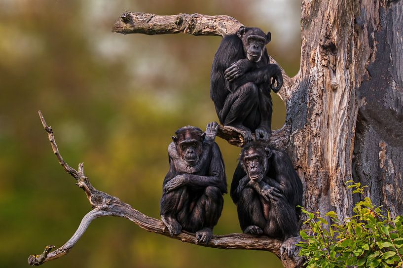 Schimoansen sur un arbre par Mario Plechaty Photography