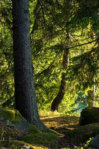 Zonnig bos in Zweden van Anja B. Schäfer