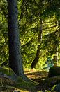 Zonnig bos in Zweden van Anja B. Schäfer thumbnail