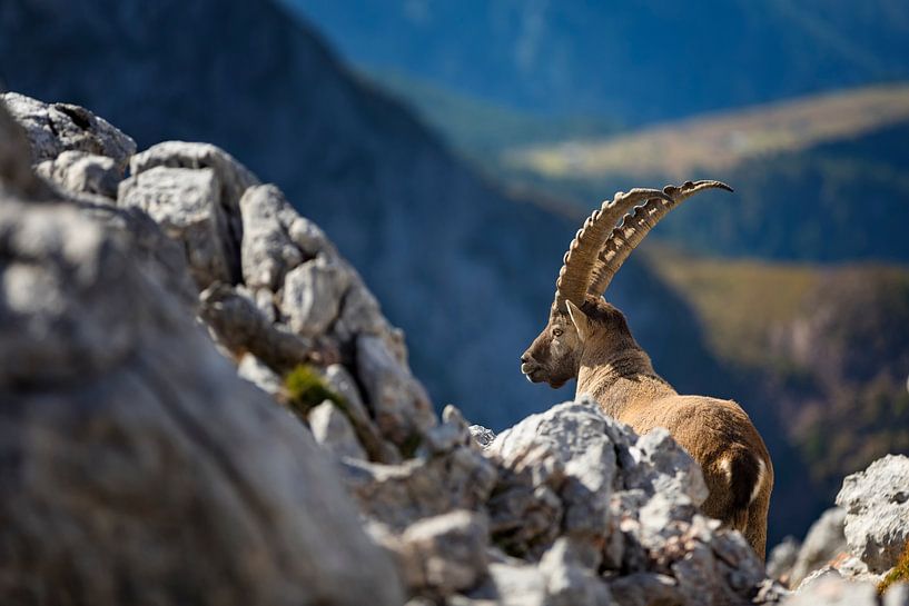Ibex in the Alps by Dieter Meyrl