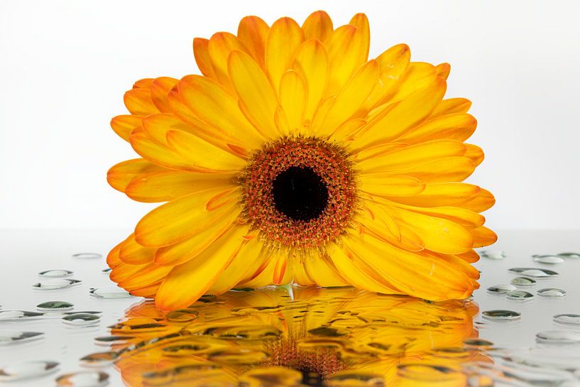 Yellow - orange Gerbra on mirrored surface by Marjolijn van den Berg