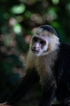 Weißkopfkapuzineraffe im Manuel Antonio – Verspielter Bewohner des Regenwaldes