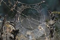 Cobweb with dewdrops