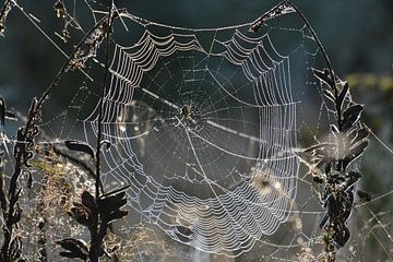 Spinnenweb met dauwdruppels van Theo van Woerden