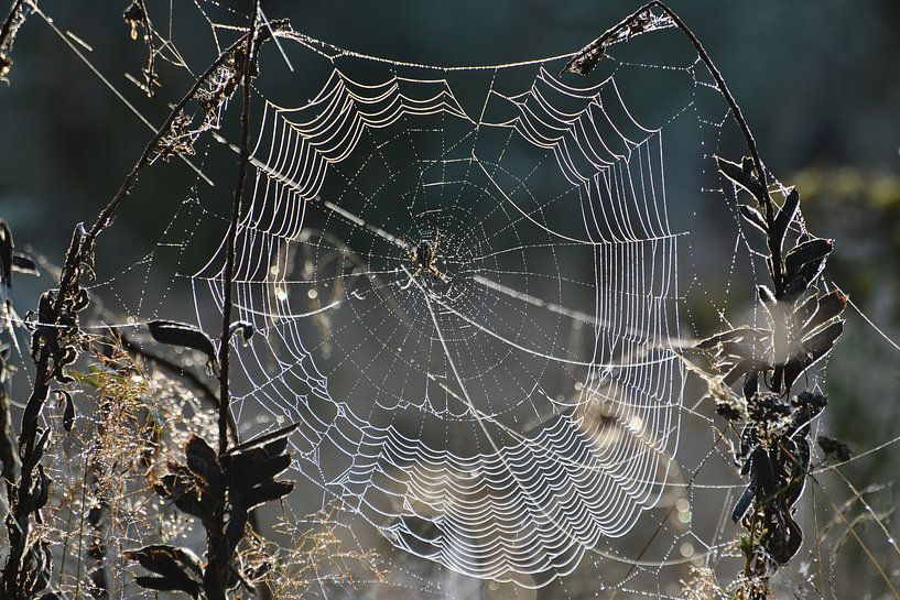 Cobweb with dewdrops by Theo van Woerden