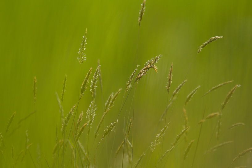 gras von Ries IJsseldijk