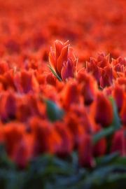 Jeunes tulipes rouges en croissance