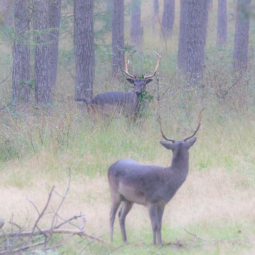 Rutting season of deer in the Veluwe by Ad Huijben
