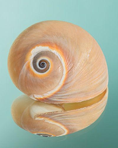 Een eenvoudig stilleven: Slakkenhuisje met warme kleuren met een turquoise achtergrond