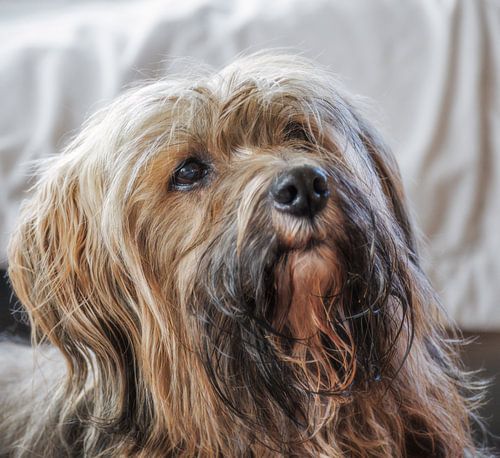 Portret van een mannelijke Tibetaanse Terrier