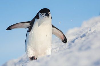 Courir sur cette colline