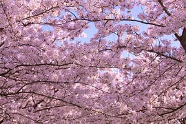 Cherry Blossom by Brian Morgan