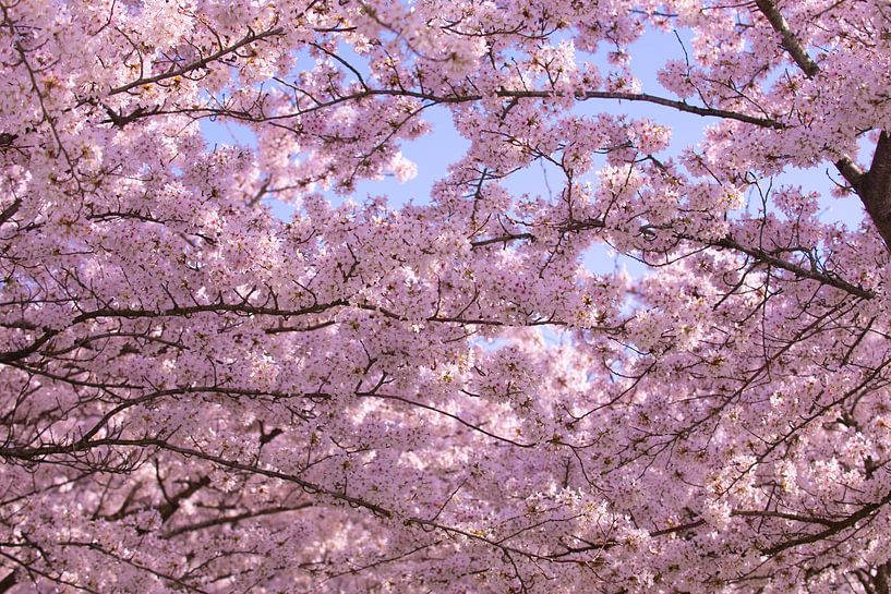 Kirschblüte von Brian Morgan