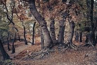 "Oude eikenbomen in de late herfst"