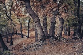 Chênes anciens à la fin de l'automne ;