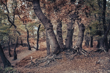 Chênes anciens à la fin de l'automne ;