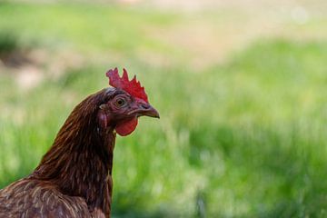 Braunes Huhn mit Kopf und Oberkörper im grünen Feld von de-nue-pic