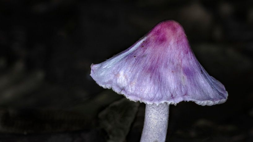 Inocybe terreux en brun par Jan van der Knaap