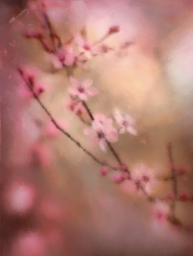 Kersenbloesem in Japanse Tuin – Roze en Warm Licht