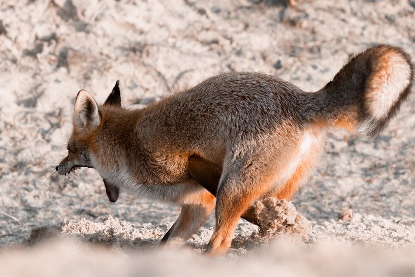 Gravende vos in de duinen | Wildlife in Nederland van Dylan gaat naar buiten