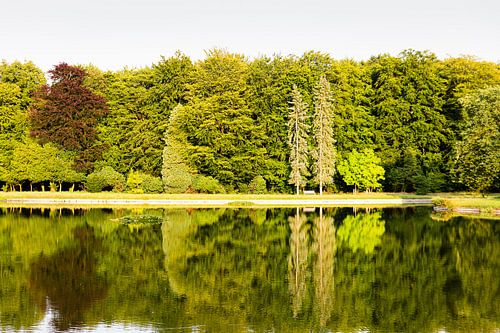 Forest near Jachthuis Sint Hubertus on Hoge Veluwe