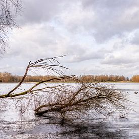 Bussloo van Annemieke Linders