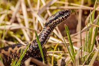 viper in warning