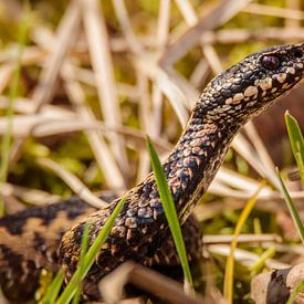 adder in waarschuwende houding van Arnoud van der Aart