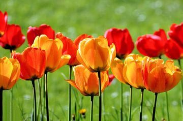 Yellow And Red Tulips sur Ioana Hraball