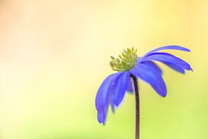 Anémone, beauté pourpre