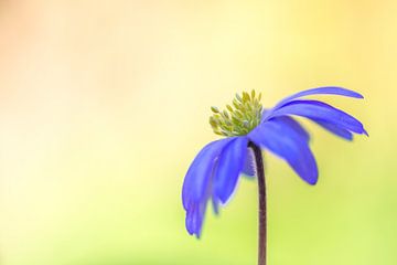 Anémone, beauté pourpre sur John van de Gazelle