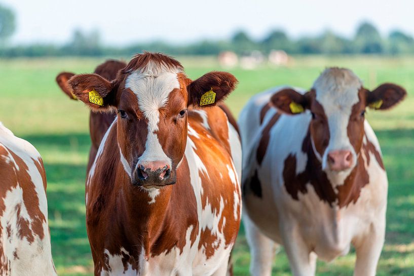 Vache par Fotografie Arthur van Leeuwen