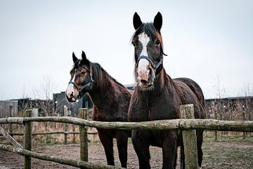 Twee paarden in de bak van Bert Broer