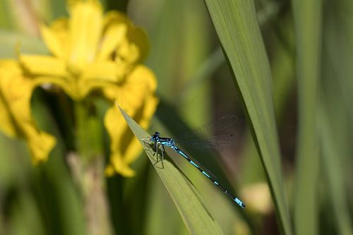 een waterjuffer of Enallagma cyathigerum met op de achtergrond een gele lis