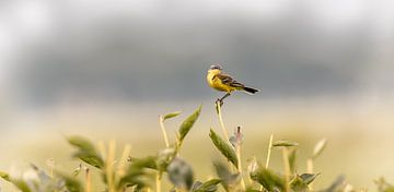 Yellow wagtail bird on deadhead peonies by KB Design & Photography (Karen Brouwer)
