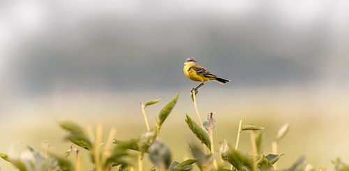 Yellow wagtail bird on deadhead peonies