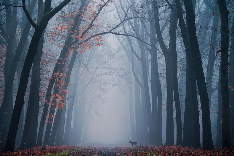Oh deer! by Martin Podt