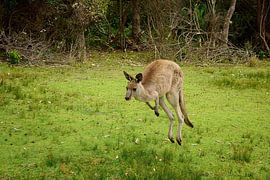 Dieses Känguru hatte genug von Frank's Awesome Travels