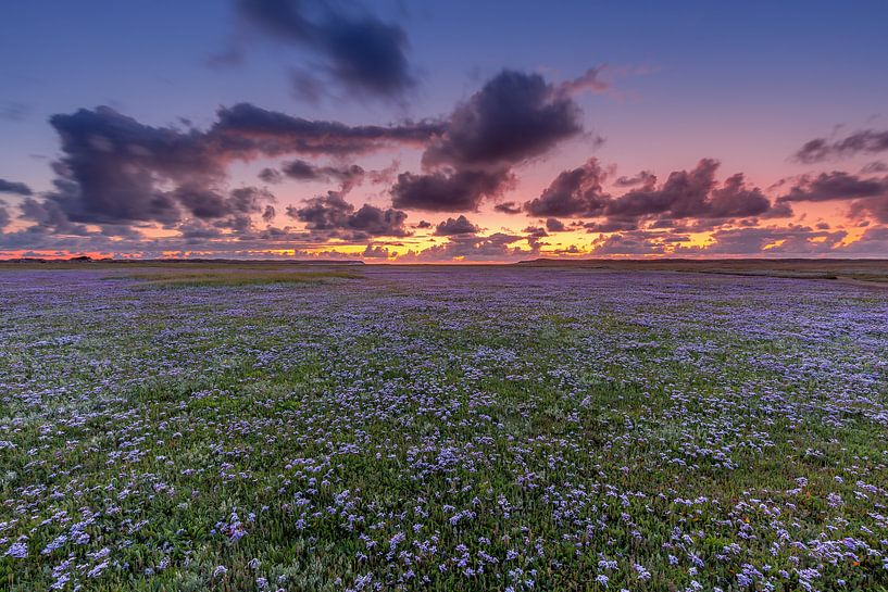 Lamb's ear bloom by Andy Luberti