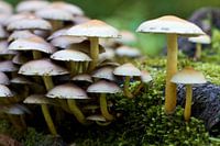 Paddenstoelen