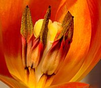 oranje