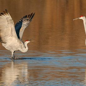 Challenging Attitude by Harry Eggens