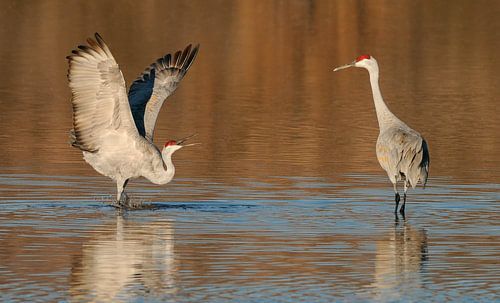 Challenging Attitude by Harry Eggens