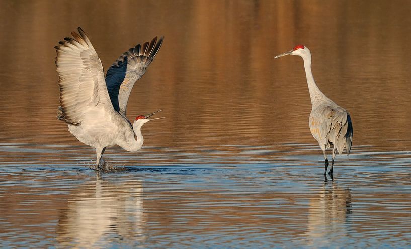 Herausfordernde Haltung von Harry Eggens