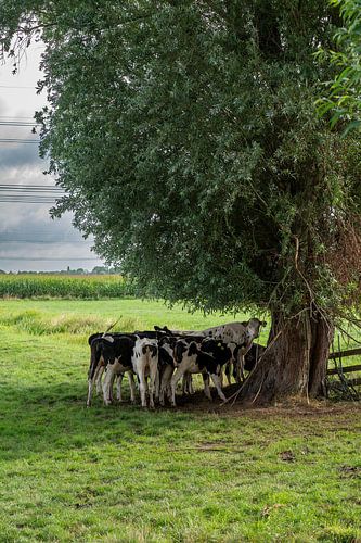 Vaches dans le polder sur Kees Goethart
