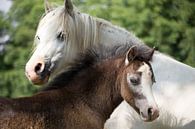 Lovely Horses, Beautiful Equine Photo, Sweet Horse Print by Martijn Schrijver thumbnail