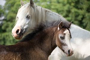 Pferd und Fohlen, Liebevolles Pferdefoto für Pferdeliebhaber von Martijn Schrijver