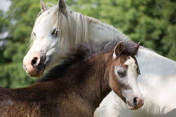 Pferd und Fohlen, Liebevolles Pferdefoto für Pferdeliebhaber