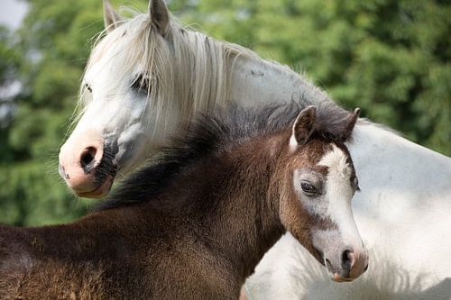 Pferd und Fohlen, Liebevolles Pferdefoto für Pferdeliebhaber