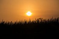 A perfect silhouette of grass at sunset in Ubud, Bali Indonesia by Michiel Ton thumbnail